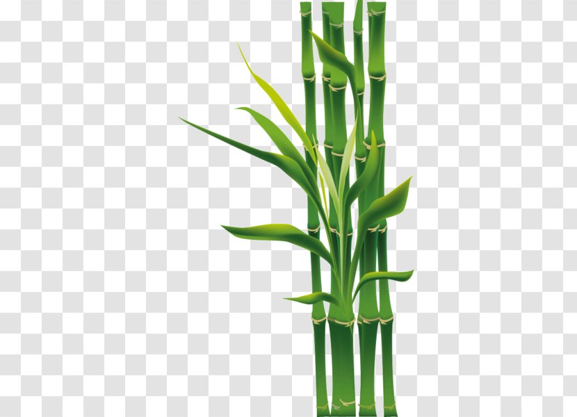Tropical Woody Bamboos Grasses Bambou Plants Mural - Grass Family Transparent PNG