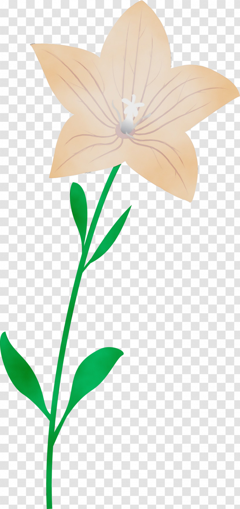 Plant Stem Flower Leaf Petal Pollinator Transparent PNG