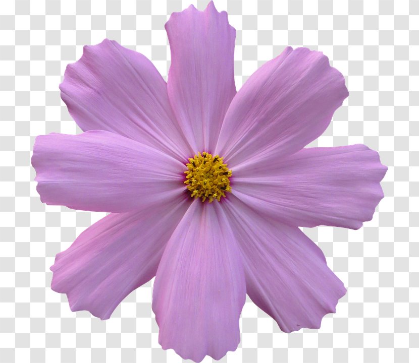 Garden Cosmos Flower - Daisy Family Transparent PNG