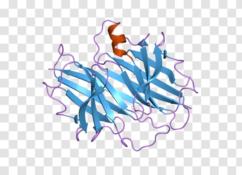 Transthyretin RNA Interference Thyroid Hormones Retinol-binding Protein Gene Transparent PNG