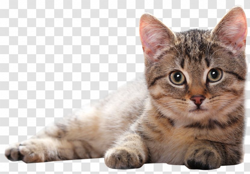 Cat Kitten - American Shorthair - Clipart Transparent PNG