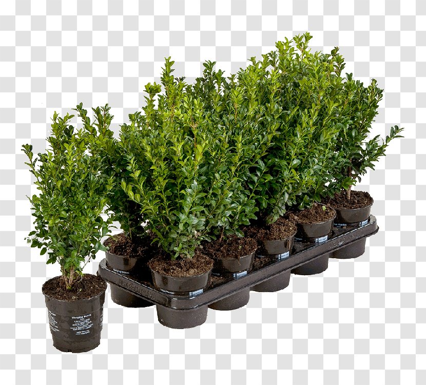 Flowerpot Buxus Sempervirens Shrub Evergreen Plant - Common Holly Transparent PNG