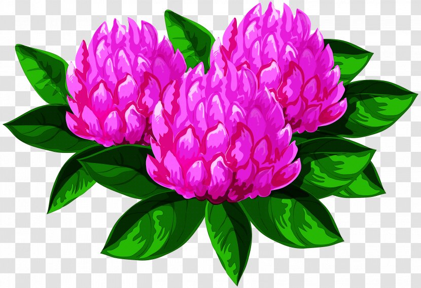 Flower Plant Petal Pink Common Peony - Cut Flowers Magenta Transparent PNG