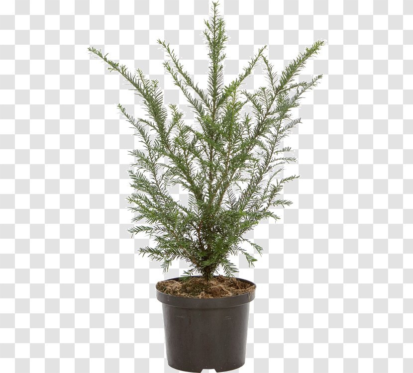 English Yew Evergreen Spruce Flowerpot Fir - Larch - Taxus Baccata Transparent PNG