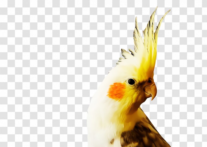 Bird Parrot - Wing - Sulphurcrested Cockatoo Transparent PNG