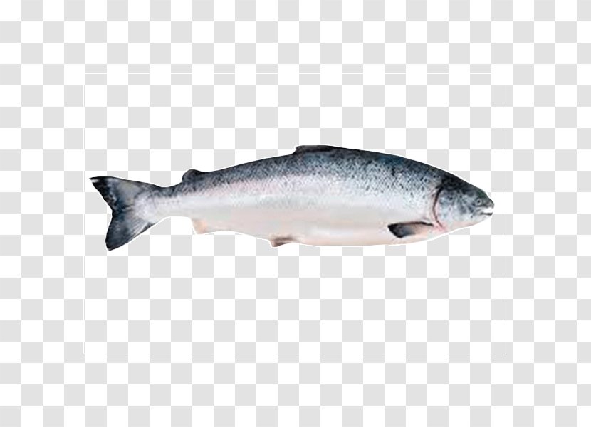 Salmon As Food Fish Seafood - Oily Transparent PNG