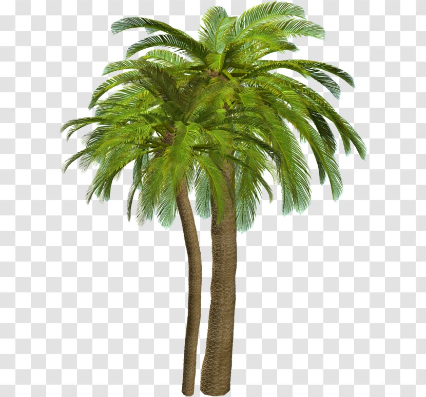 Palm Trees Clip Art Adobe Photoshop File Format - Plant - Tree Drawing Transparent PNG