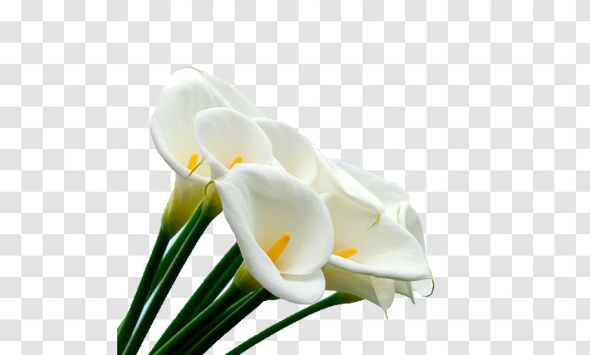 Arum Lilies Flower Arum-lily Cake Serradura - Hemerocallis Fulva - White Calla Bouquet Transparent PNG