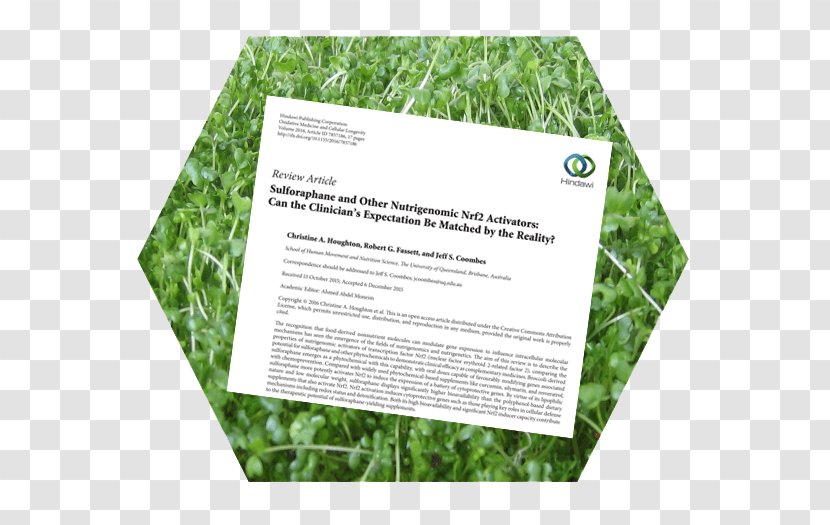 Sulforaphane Broccoli Sprouts Nutrigenomics Clinical Trial Medical Literature - Journal Club - Phytochemistry Transparent PNG