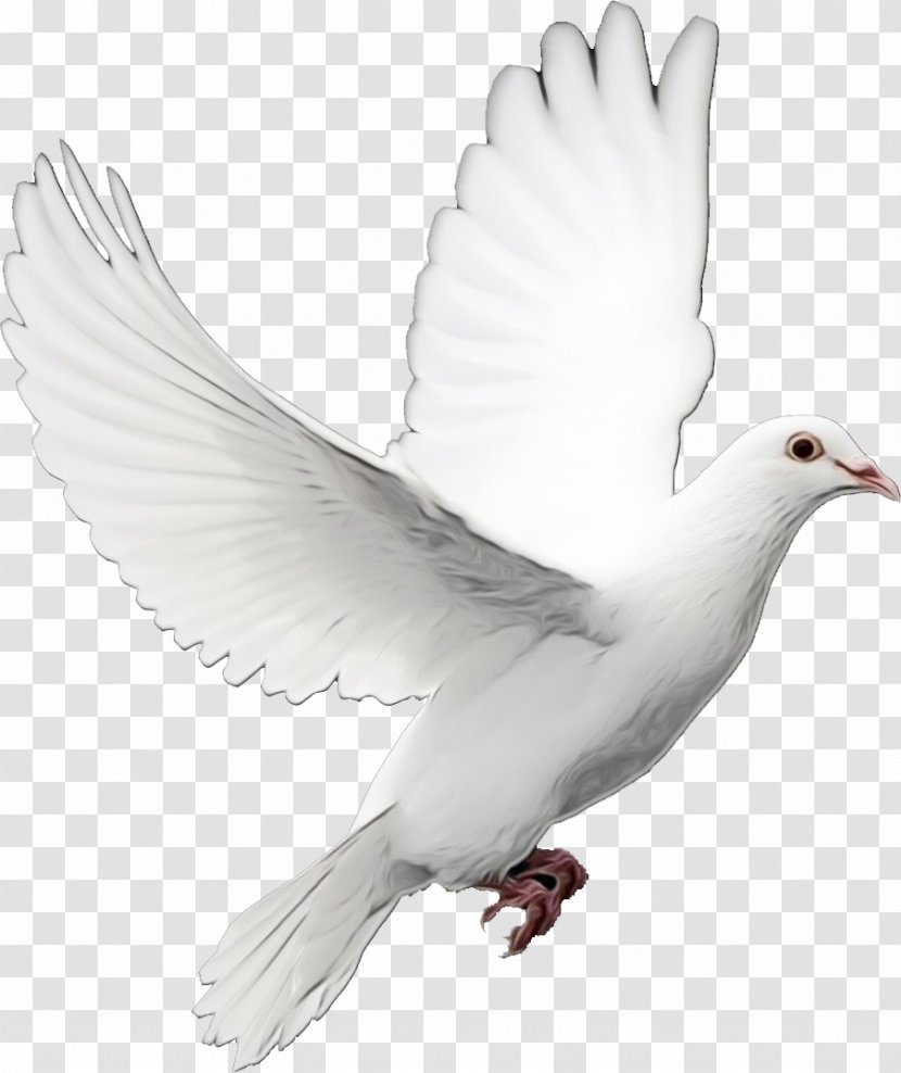 Dove Bird - White - Tail Peace Transparent PNG