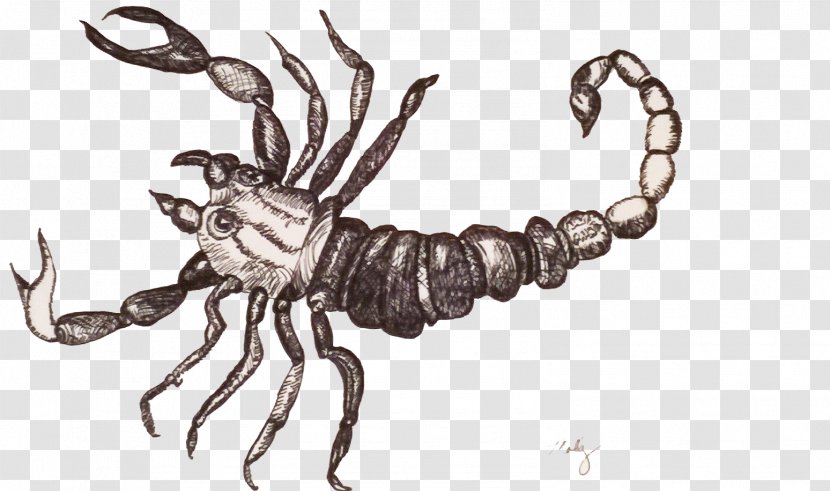 Scorpion Drawing Arthropod - Vacuole - Seahorse Transparent PNG