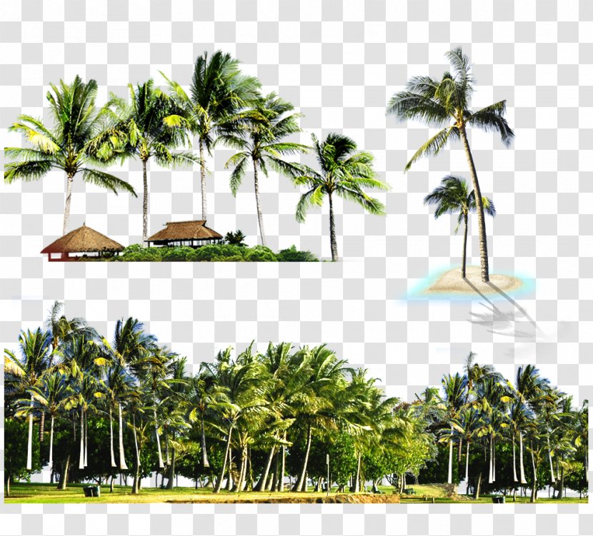 Kuta Light Beach Island Ceiling - Tree - Coconut Transparent PNG