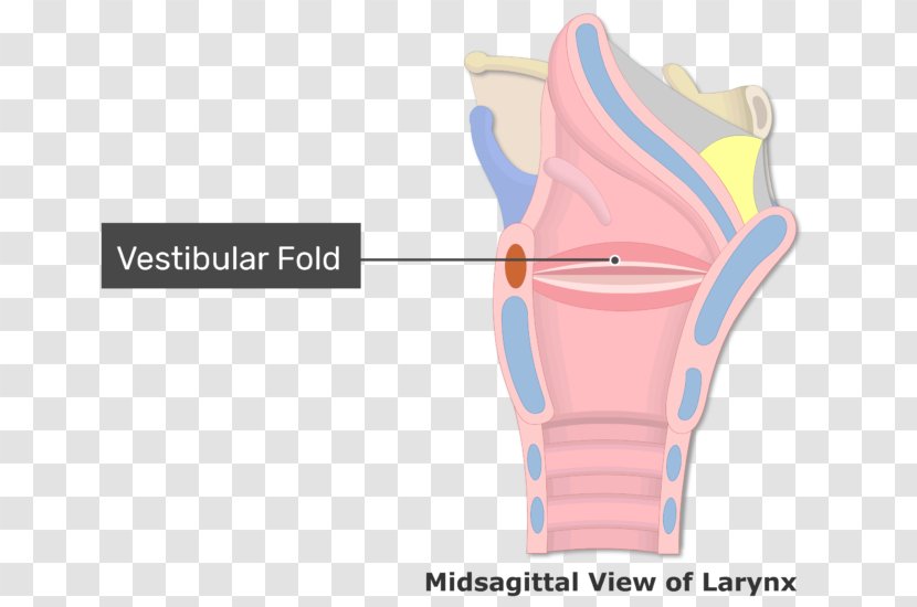 Vestibular Fold Vocal Folds Larynx Arytenoid Cartilage - Human Voice - Muscle Transparent PNG