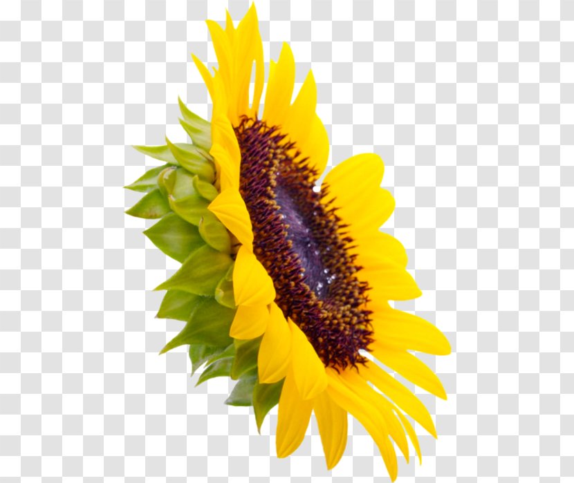 Common Sunflower Seed Four Cut Sunflowers - Daisy Family - Flower Transparent PNG