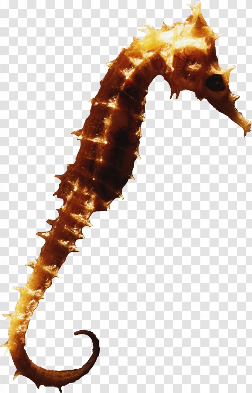 Seahorse Syngnathiformes Clip Art - Organism Transparent PNG