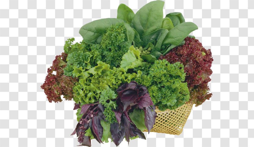 Romaine Lettuce Image Scanner Vegetable Herb Salad - Spring Greens Transparent PNG