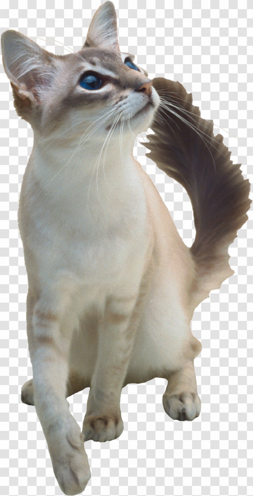 Aegean Cat Balinese Japanese Bobtail Kitten Felidae - Paw Transparent PNG