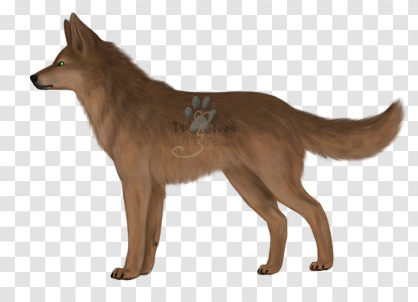 Kunming Wolfdog Saarloos Dingo Red Fox Coyote - Dog Breed Group - Mu Reoh Ji Anh Ni Transparent PNG
