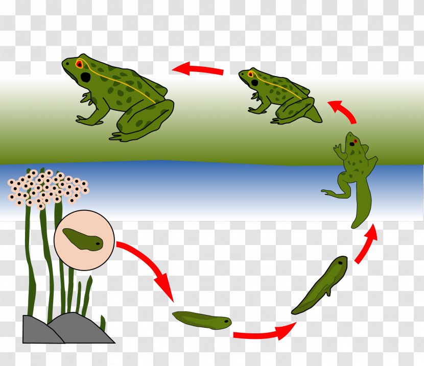 Toad True Frog Biological Life Cycle Tree - Heart - Animation Transparent PNG