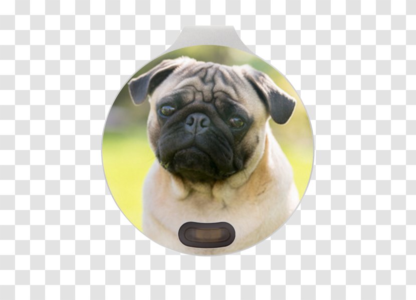 Pug Bulldog Puppy Dog Breed Eye - Animal Transparent PNG