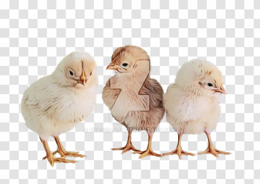 Bird Chicken Beak Livestock Poultry - Paint Transparent PNG
