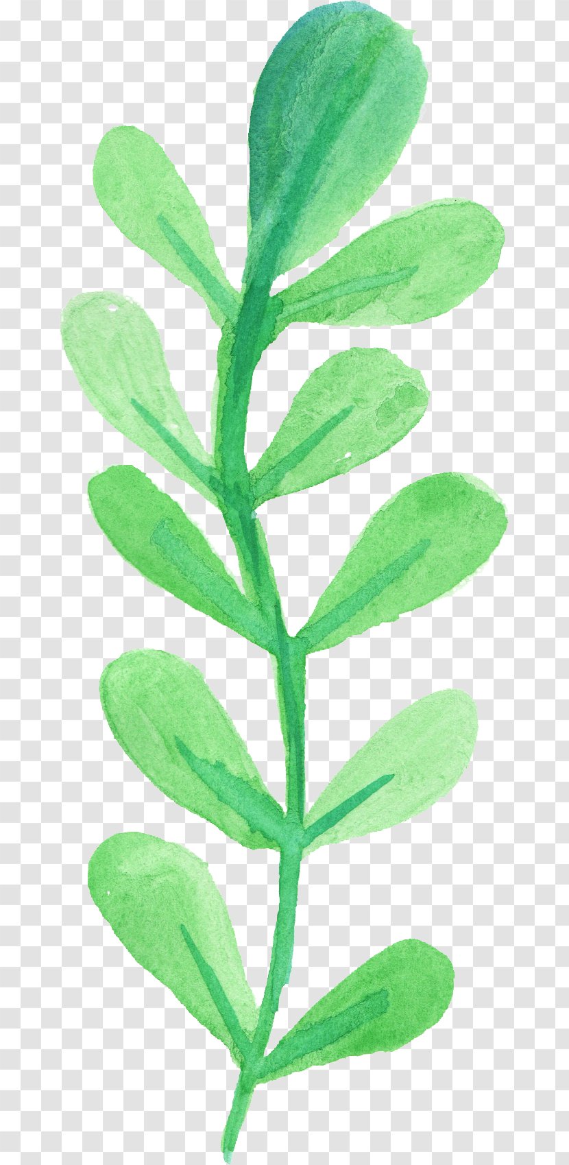 Leaf Watercolor Painting - Plant Stem - Water Color Transparent PNG