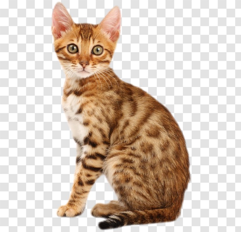 Bengal Cat Persian British Shorthair Kitten American Bobtail - Dragon Li Transparent PNG