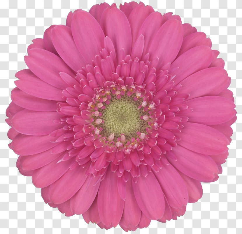 Transvaal Daisy Chrysanthemum Cut Flowers Family Chanel - Gerbera - Babbles Pattern Transparent PNG