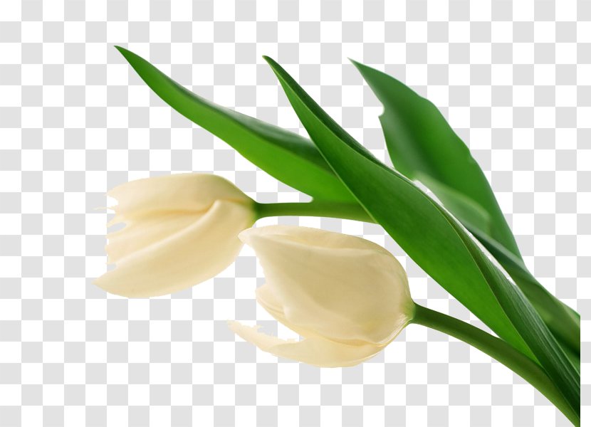 Tulip Wedding Dress Flower White Desktop Wallpaper - Ball Gown Transparent PNG