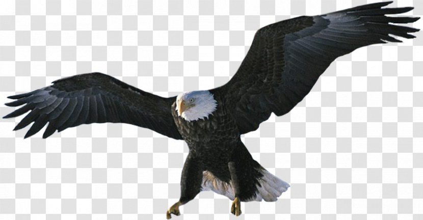 Bald Eagle Bird Desktop Wallpaper Hawk Transparent PNG