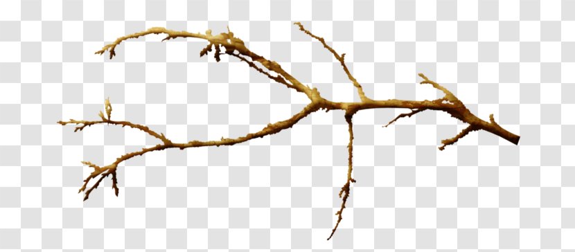 Twig Hoodie Branch Leaf Plant Stem - Organism Transparent PNG