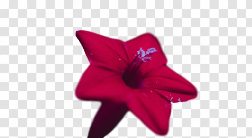 Flower Petal Red Transparent PNG