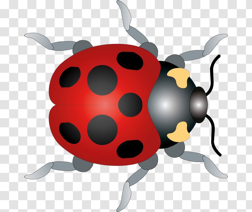 Ladybird Beetle Clip Art - Raster Graphics Transparent PNG