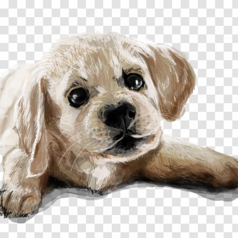 Cockapoo Cavapoo Schnoodle Cavachon Havanese Dog - Poodle Crossbreed - Puppy Transparent PNG