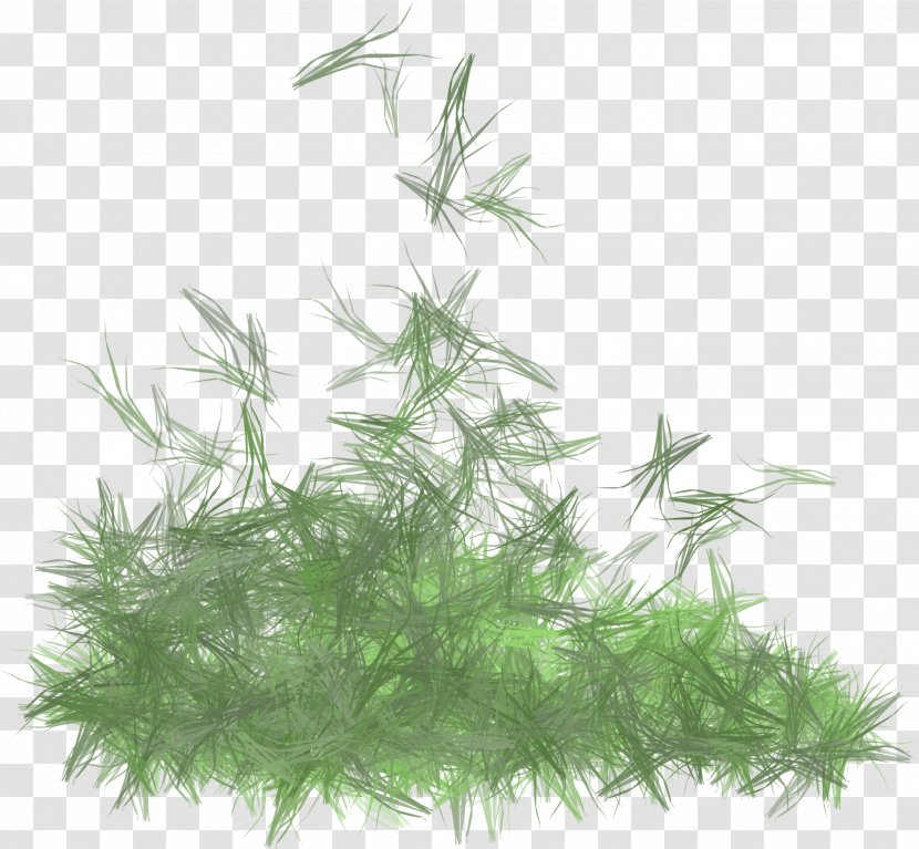Aquarium Tree Herb - Grass - Plant Transparent PNG
