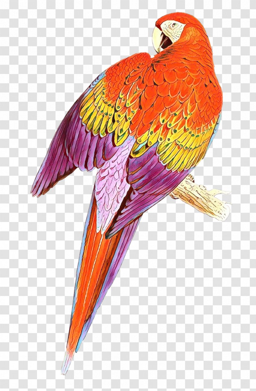 Orange - Macaw - Beak Transparent PNG