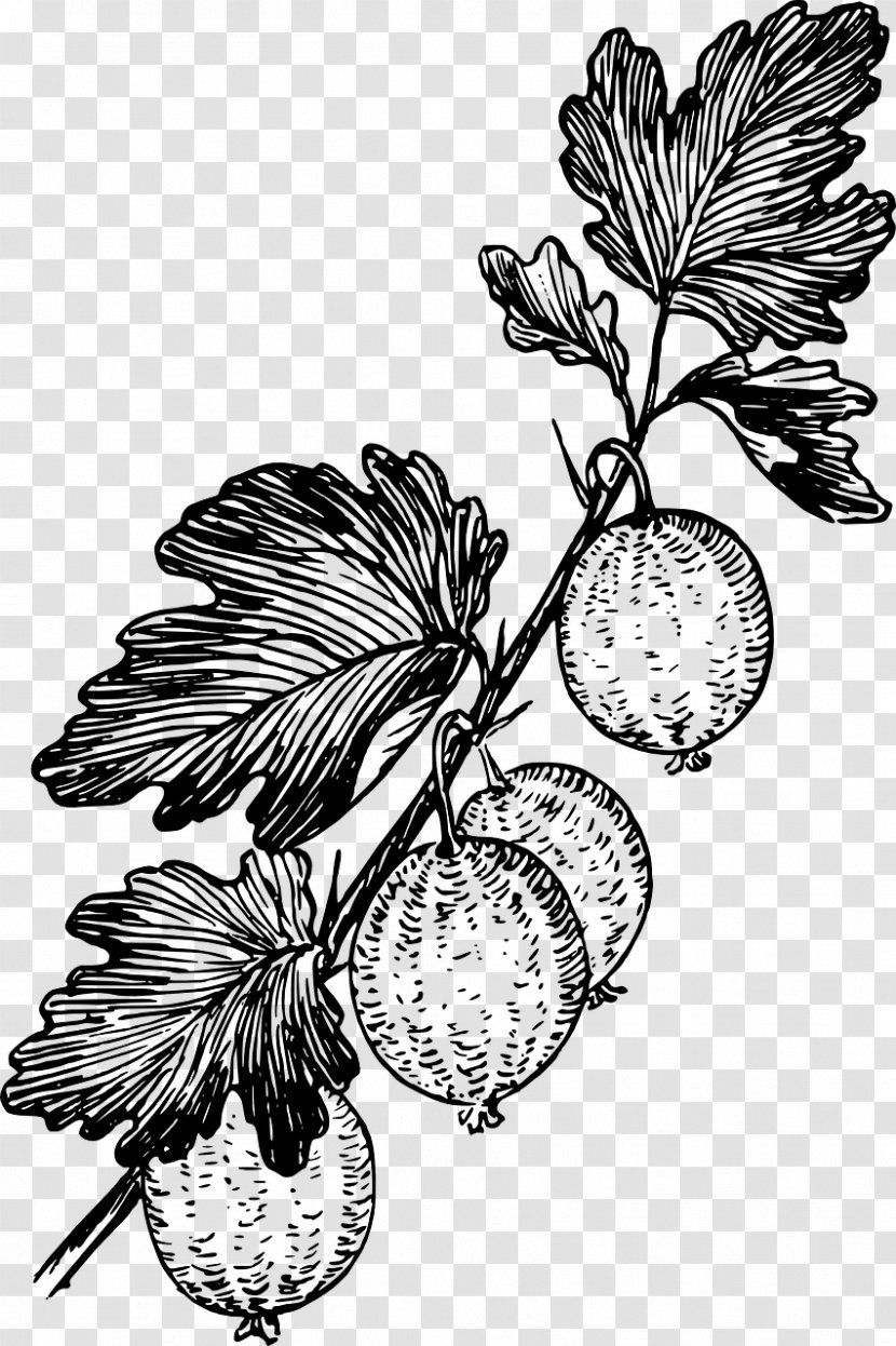 Gooseberry Drawing Grape Clip Art - Diagram Transparent PNG