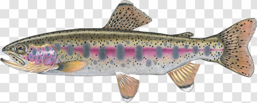 Salmon Cutthroat Trout Confluence Fly Shop Fall River - Rainbow Transparent PNG