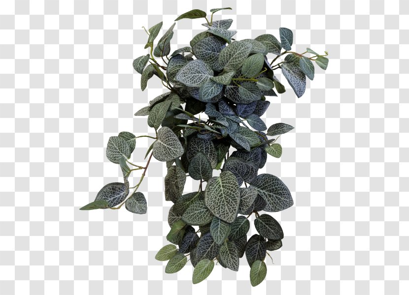 Fittonia Tree Leaf Shrub Peace Lily Transparent PNG