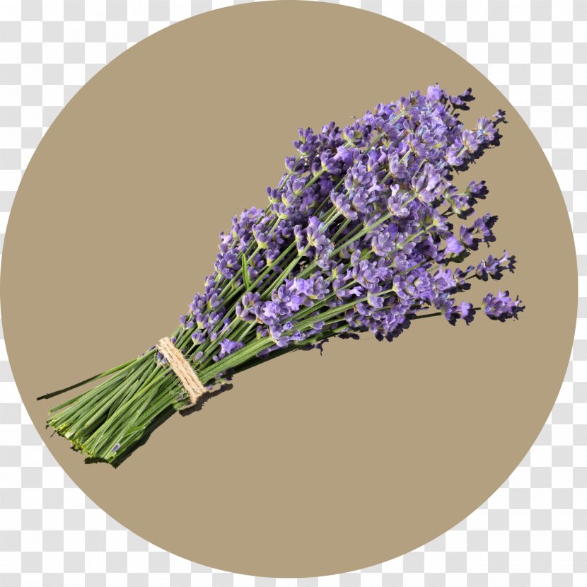 English Lavender - Flower - Lavande Transparent PNG