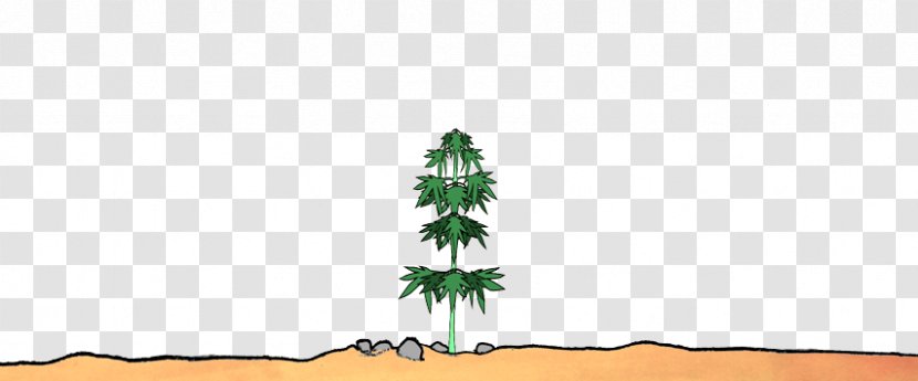Fir Spruce Christmas Tree Biome - Cannabis Shop Transparent PNG