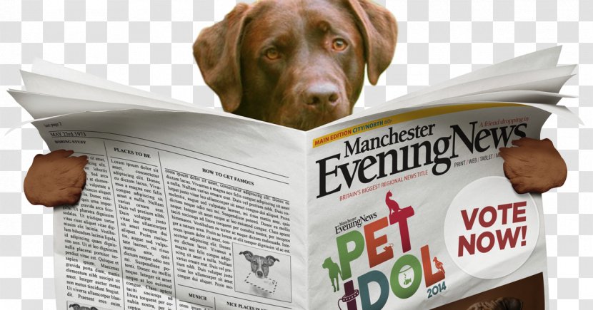 Newspaper Dog Breed French Bulldog - Manchester Evening News - Reading Company Transparent PNG