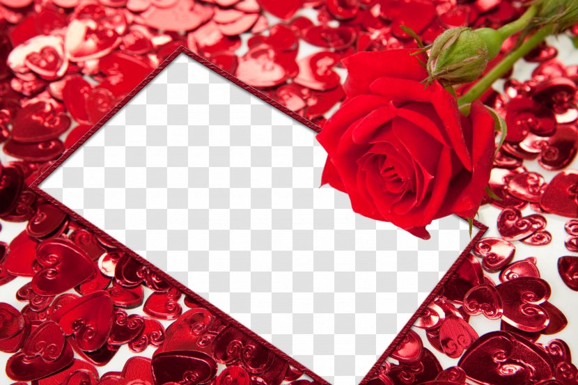 Picture Frame Heart High-definition Video - Garden Roses - Red Flower HD Transparent PNG