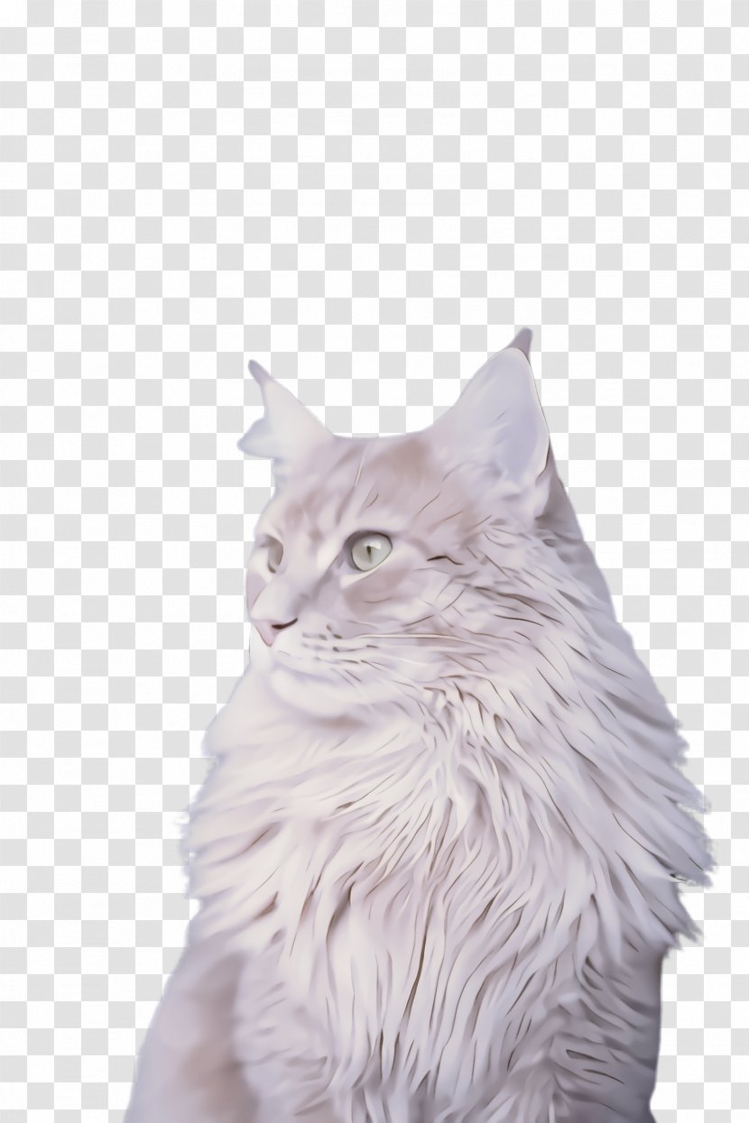 Cat Small To Medium-sized Cats White Whiskers Maine Coon - Turkish Angora - British Longhair Transparent PNG