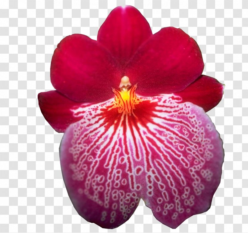 Moth Orchids Species Flower Nature - Orchid Transparent PNG