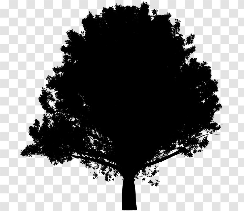 Silhouette Image Vector Graphics Clip Art - Woody Plant - Tree Transparent PNG