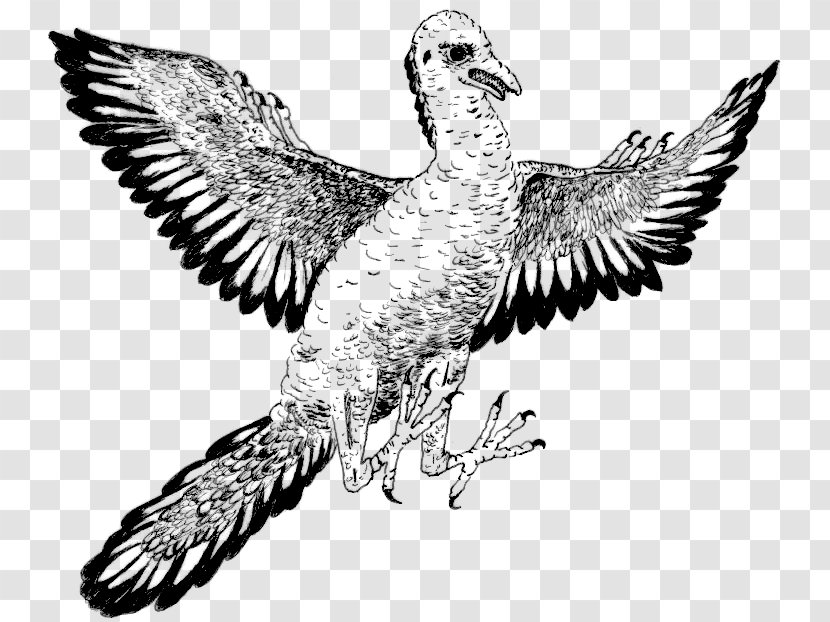 Archaeopteryx Bird Duck Dinosaur Clip Art - Hawk Transparent PNG