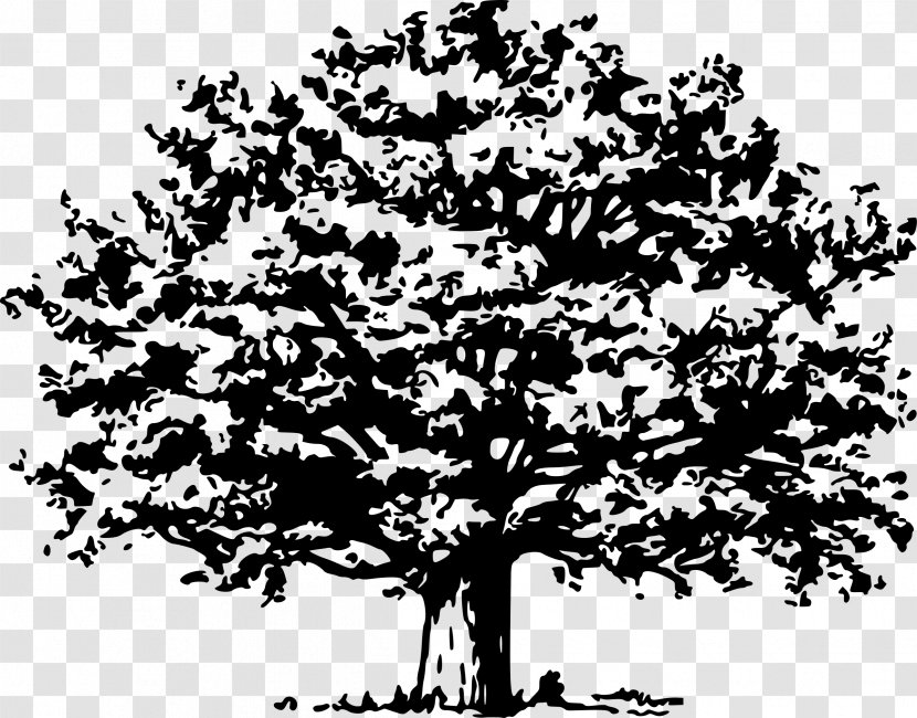 Tree Clip Art - Plant - Arbol Transparent PNG