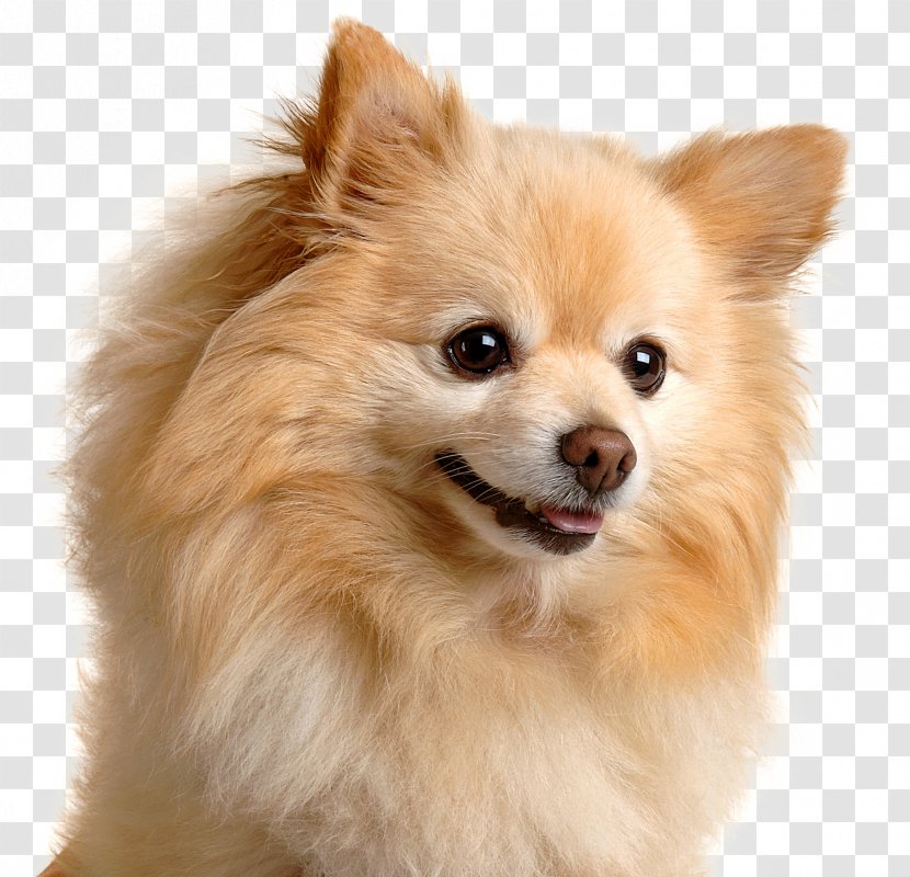 Pomeranian German Spitz Chihuahua Keeshond Puppy - Toy Dog - Dogs Transparent PNG
