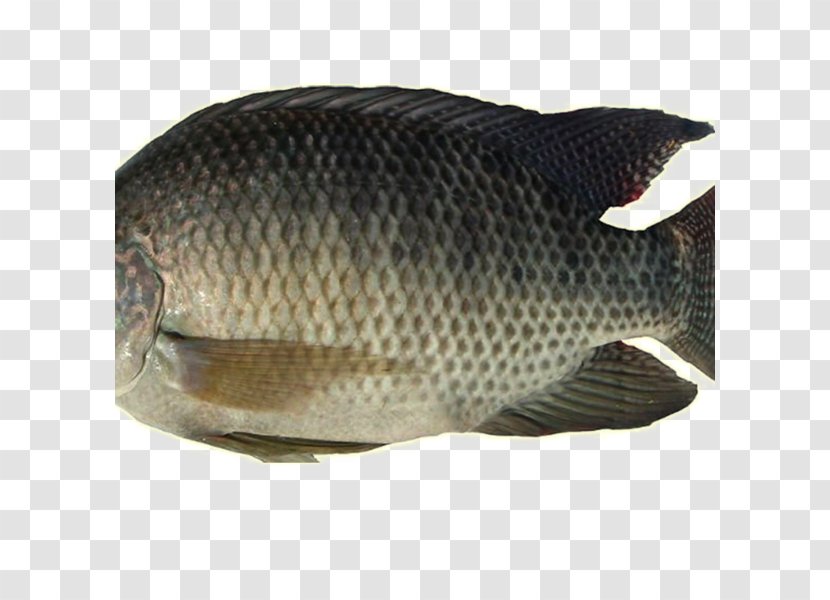 Nile Tilapia Fish Farming Food - Fauna Transparent PNG